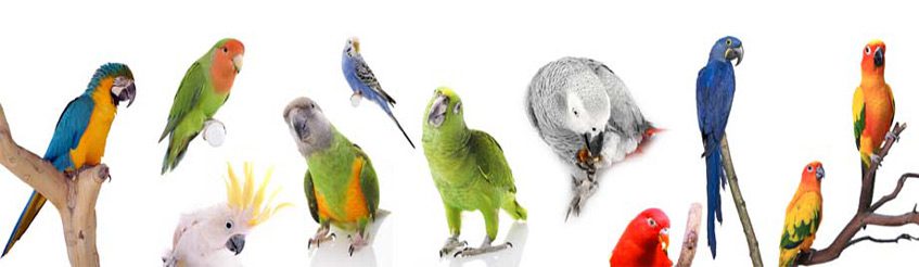 parrot shop | چگونه نطفه پرنده های زینتی مانند عروس هلندی، مرغ عشق، کبوتر و… را تقویت کنیم؟