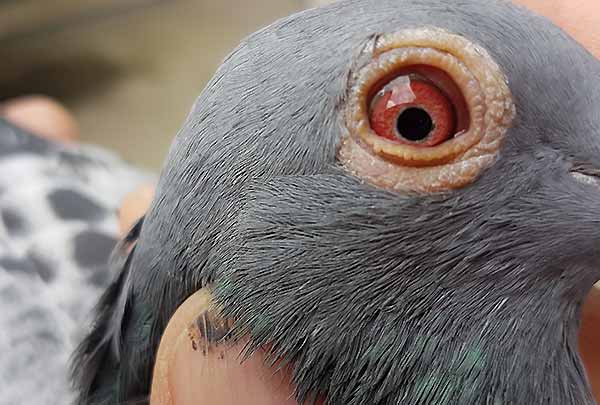 های مهم کبوتر نیوکلاس | عفونت چشم درد کبوتر -درمان