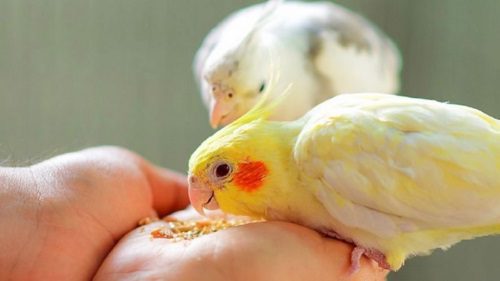 762241 909 Copy | ویتامین‌ها و مواد معدنی مهم برای پرندگان زینتی