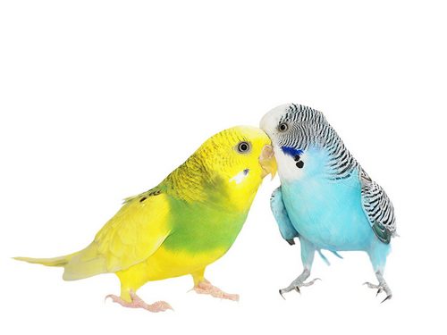 Comparing the lovebird with the minnow 7 | کسب درآمد از پرورش مرغ عشق