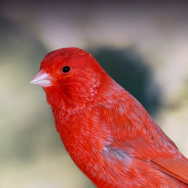 Red Factor Canary | کن تکس رنگدانه قرمز ورسه لاگا
