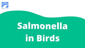 تراپریم (هلندی) 4 سالمونلا salmonella | تراپریم (هلندی)