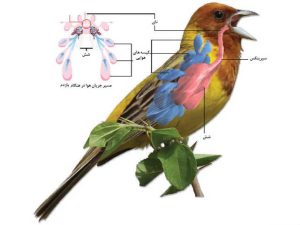 58 | داکسی تایل درمان مشکلات تنفسی و گوارشی در پرندگان T-doxytyle wp