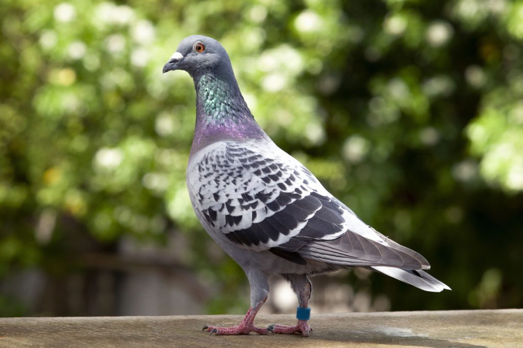 Pigeon care | پودر درمان سالمونلا salmo-stop تایسون