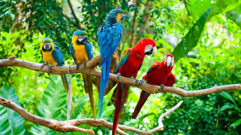 10 پرنده خانگی برتر | چگونه نطفه پرنده های زینتی مانند عروس هلندی، مرغ عشق، کبوتر و… را تقویت کنیم؟