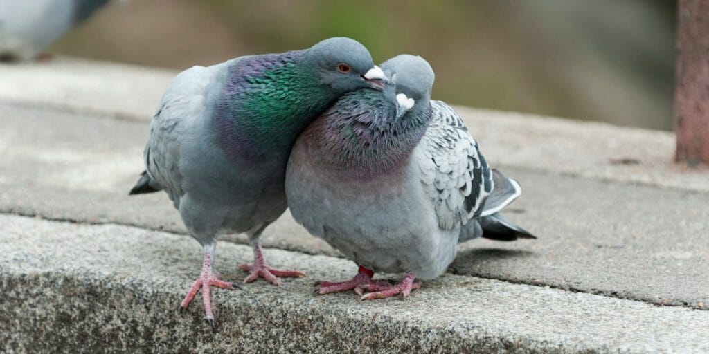 Pigeon Mating Habits 1024x512 1 | درمان و دارو نطفه کبوتر