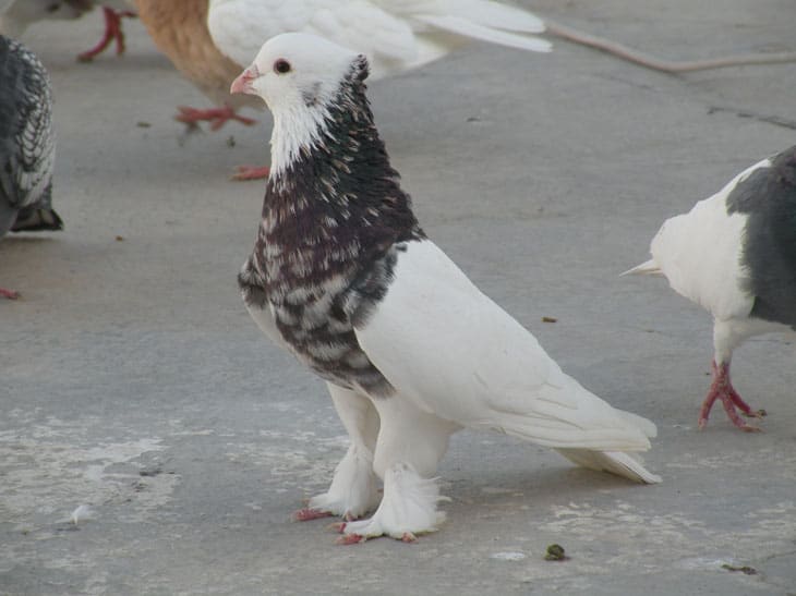 Pigeon کبوتر | بیماری سالمونلا در کبوتر ها علل، تشخیص و درمان این بیماری در کبوتران