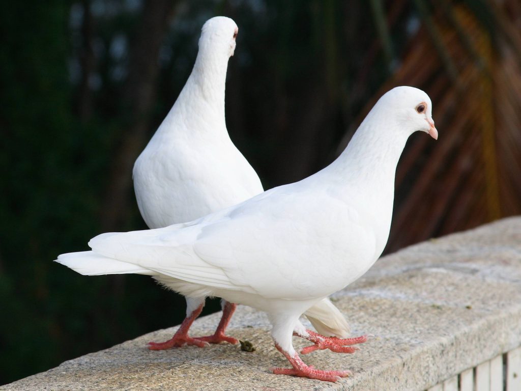 kaboutar | بیماری سالمونلا در کبوتر ها علل، تشخیص و درمان این بیماری در کبوتران