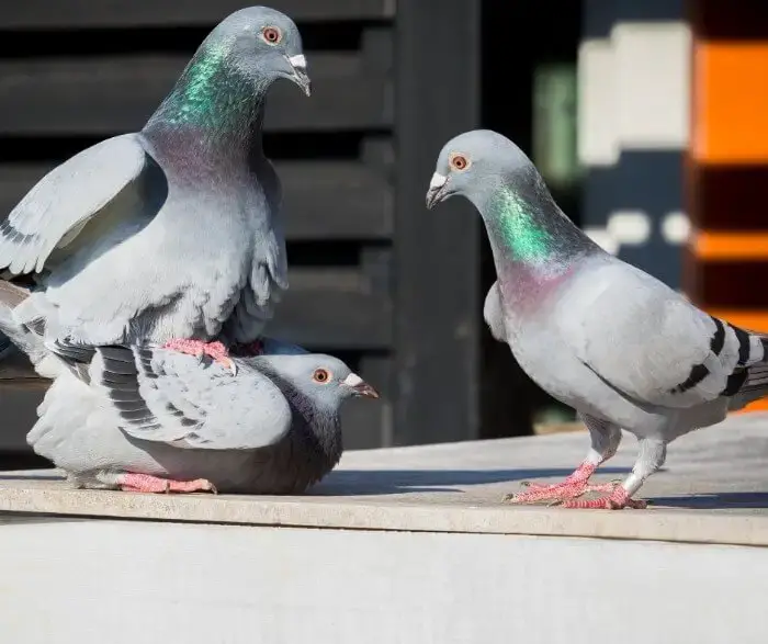 pigeons having sex while another pigeon observes | درمان و دارو نطفه کبوتر
