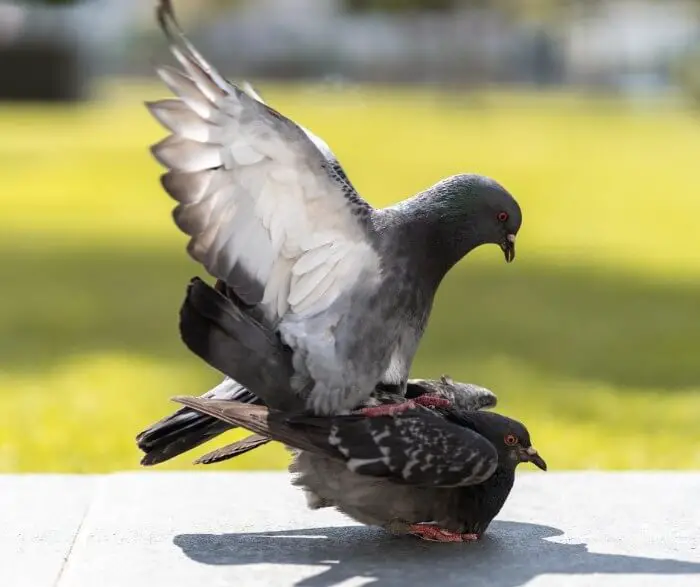 pigeons mating 1 | درمان و دارو نطفه کبوتر