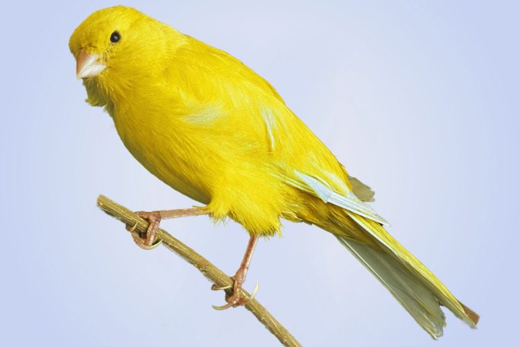 Canary Yellow | آموزش نگهداری از قناری