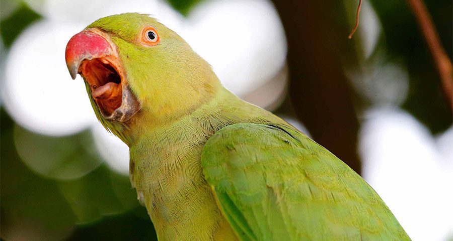 Depression in birds | چرا پرنده خانگی شما استرس دارد و چگونه آن را به طور موثر مدیریت کنید