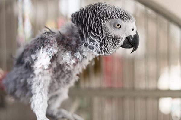 Feather plucking parrot Gregory 3512KB | چرا پرنده خانگی شما استرس دارد و چگونه آن را به طور موثر مدیریت کنید
