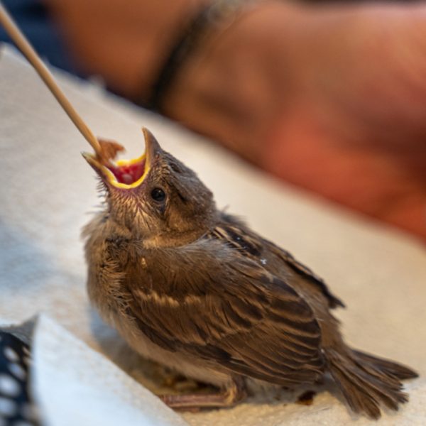 Sparrow Hand Feeding 600x600 1 | سرلاک مناسب پرنده و نحوه سرلاک دادن به پرنده
