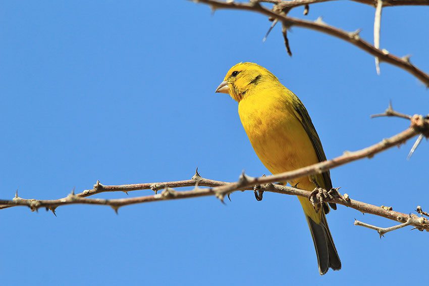 canary in tree outside | آموزش نگهداری از قناری