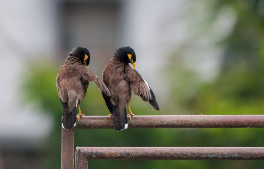 myna as active pet bird 6 | 19 سیگنال زبان بدن پرنده برای رمزگشایی از آنچه آن‌ها فکر می‌کنند