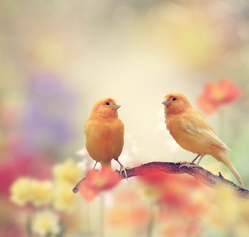 pink canaries | شرایط جفت گیری قناری