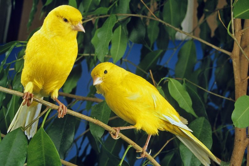 yellow canaries on branch slowmotiongli Shutterstock | آموزش نگهداری از قناری