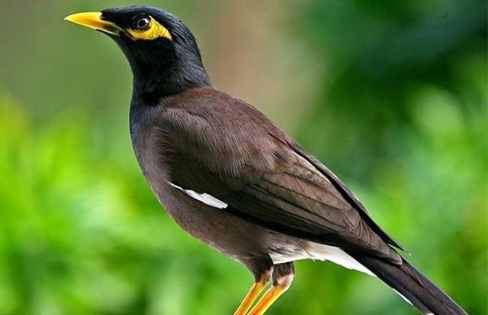 راهنمای کامل نگهداری از مرغ مینا