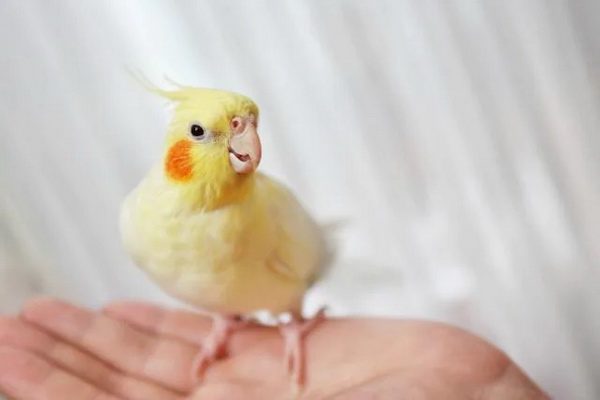 all about cockatiels | ویتامین‌ها و مواد معدنی مهم برای پرندگان زینتی