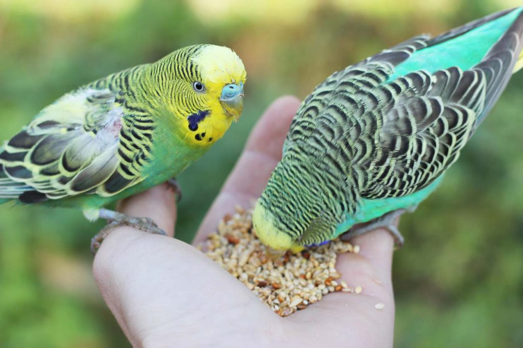 bird toxic food | درآمدزایی از پرورش پرندگان زینتی
