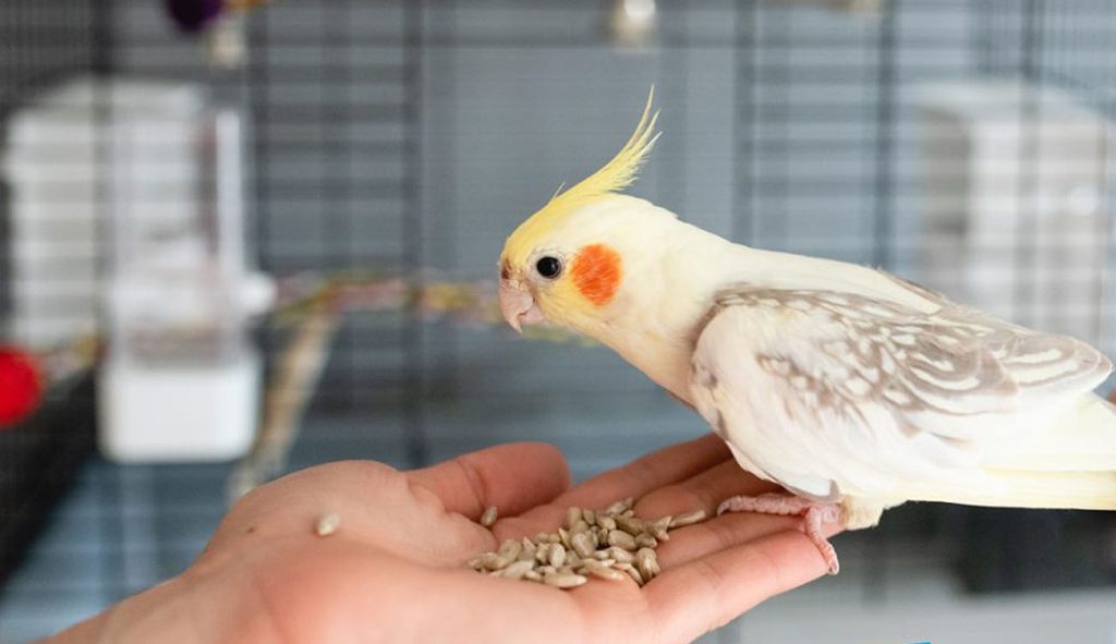 cockatiel feed 1 | 18 سبزیجات مفید برای عروس هلندی