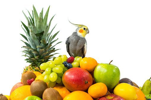 fruits for cockatiels | 18 سبزیجات مفید برای عروس هلندی