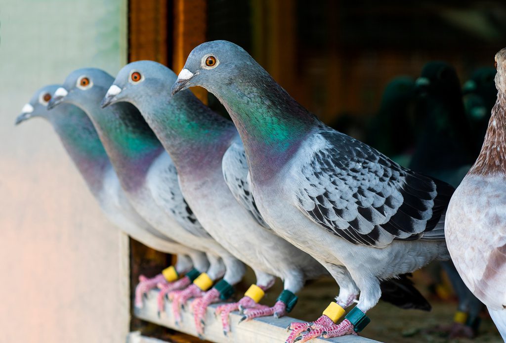 racing pigeon systems | کسب درآمد از پرورش کبوتر در 6 دقیقه