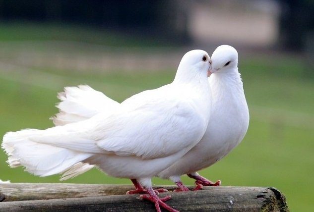 White dove | کبوتر در هوای گرم چه چیزی باید بخورد؟