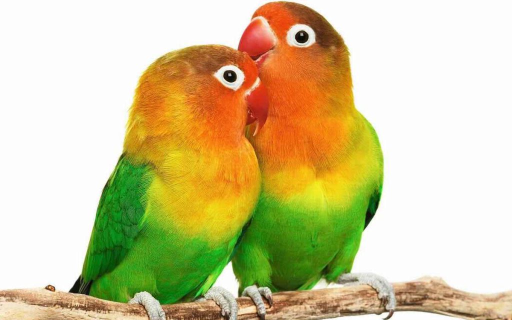 lovebird p onltPet | برنامه غذایی پرندگان زینتی | طوطی سانان چه غذایی میخورند؟