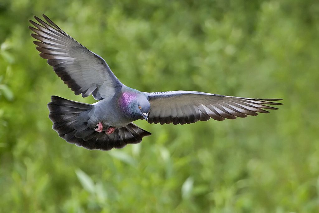1200px Rock dove natures pics | اطلاعات جامع در مورد کبوتر یا کفتر و ۵ حقیقت ناگفته در مورد کبوترها