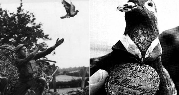 cher ami medal | اطلاعات جامع در مورد کبوتر یا کفتر و ۵ حقیقت ناگفته در مورد کبوترها