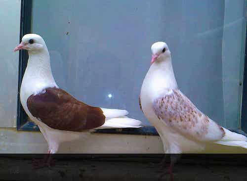 پرشی | اطلاعات جامع در مورد کبوتر یا کفتر و ۵ حقیقت ناگفته در مورد کبوترها