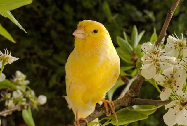 Canary care | ۸ گونه پرنده خانگی که مناسب برای نگهداری در منزل می باشد