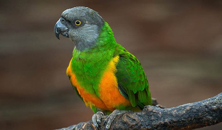 Senegal parrot | ۸ گونه پرنده خانگی که مناسب برای نگهداری در منزل می باشد