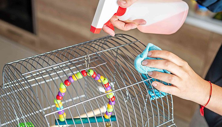 تمیز کردن قفس پرنده