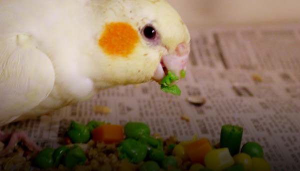 | تشویقی های خوشمزه برای پرندگان زینتی