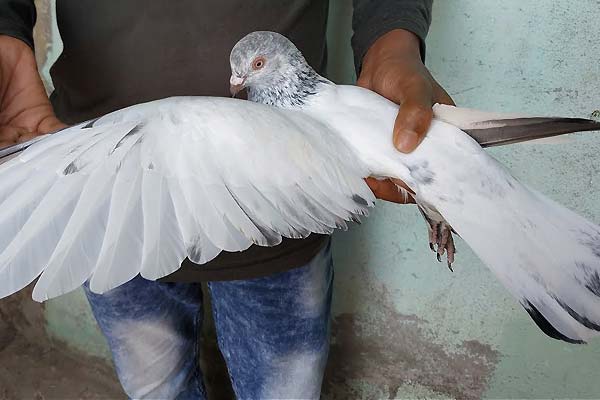 بلوغ در کبوترها | فراهم ساختن شرایط جفت گیری برای کبوتر