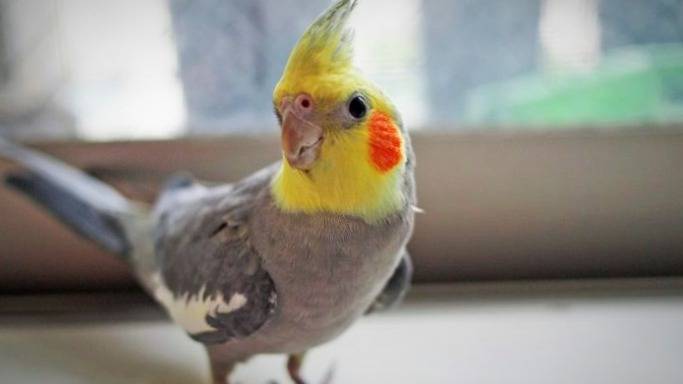 هلندی | ۸ گونه پرنده خانگی که مناسب برای نگهداری در منزل می باشد
