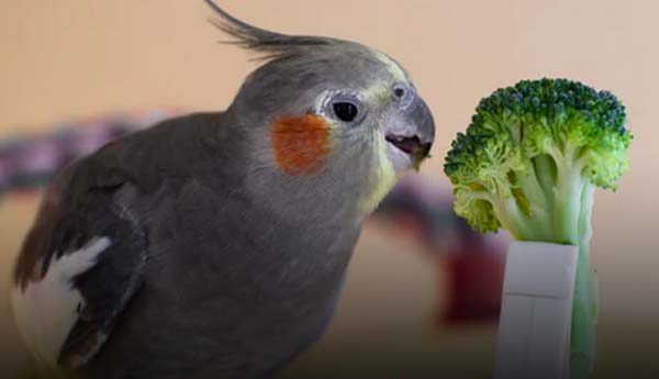 های تازه و سبزیجات | تشویقی های خوشمزه برای پرندگان زینتی