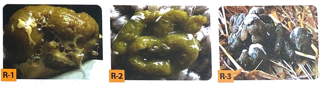 مدفوع پرنده سالم باید بی بو، جامد، قسمت مایع شفاف، قسمت اورات ظاهر گچی سفید مایل به کرم، سبز و سایه های آن هنگام خشک شدن سیاه باشد | راهنمای تشخیص بیماری پرندگان