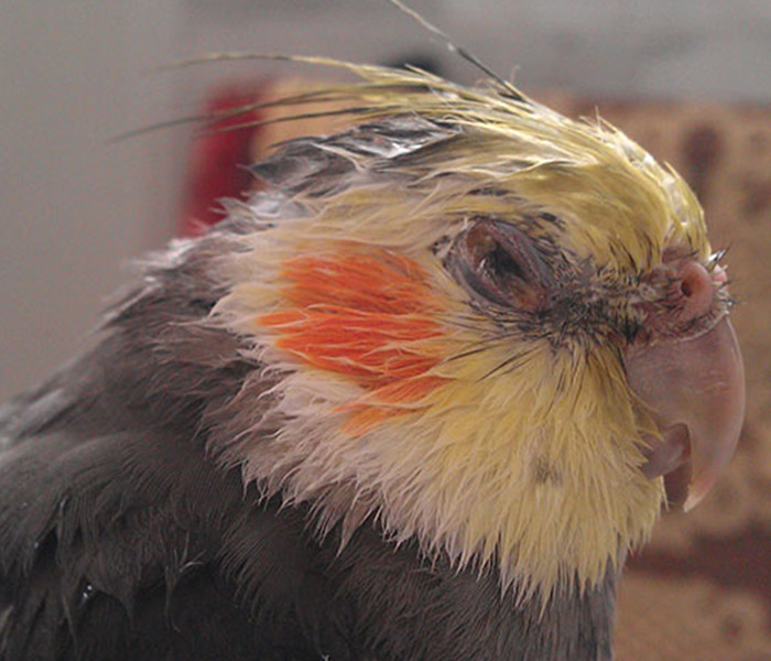 عوارض قارچی در پرندگان زینتی و راه درمان