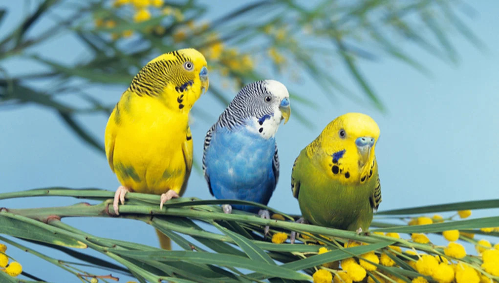 Budgerigars | تشخیص و جلوگیری از کمبود کلسیم در پرندگان زینتی