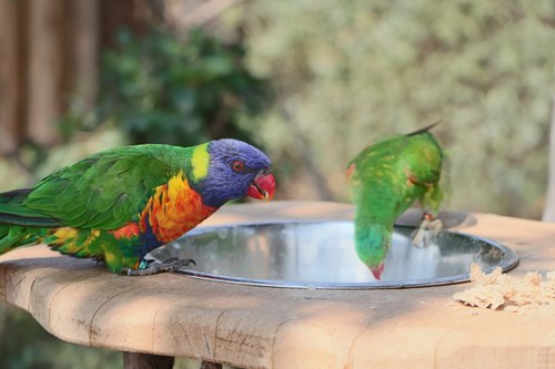 bird water bowl 7 | چرا پرنده من زیاد آب میخورد؟