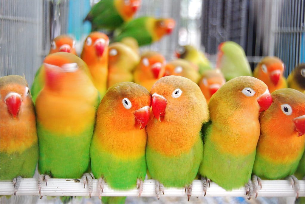 cute lovebirds1 | عوارض قارچی در پرندگان زینتی و راه درمان