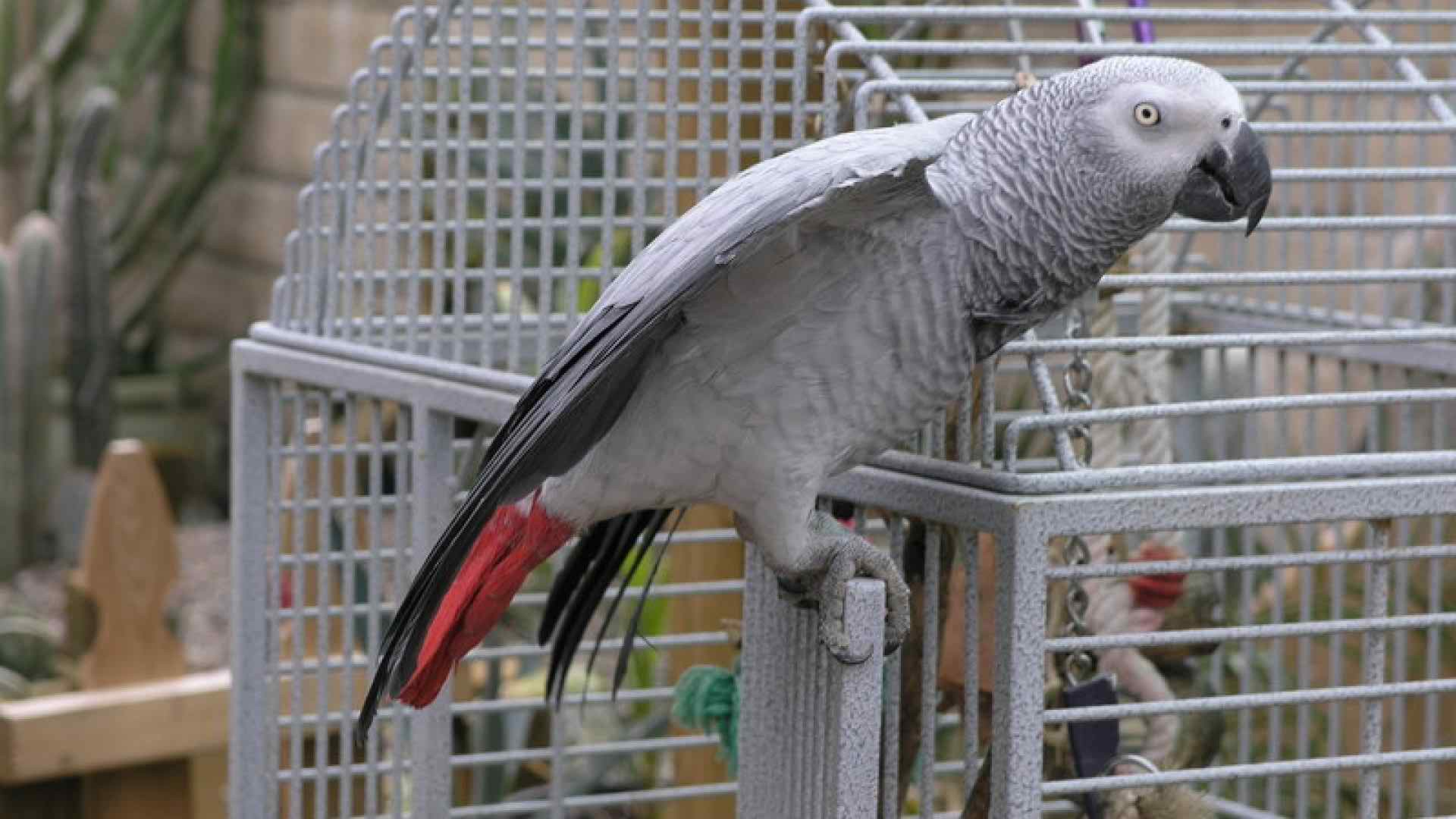 gray parrot cage | اخلاق و رفتارهای کاسکو | زبان بدن کاسکو