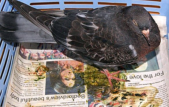 بیماری کوکسیدیوز در کبوتران علائم، پیشگیری و درمان