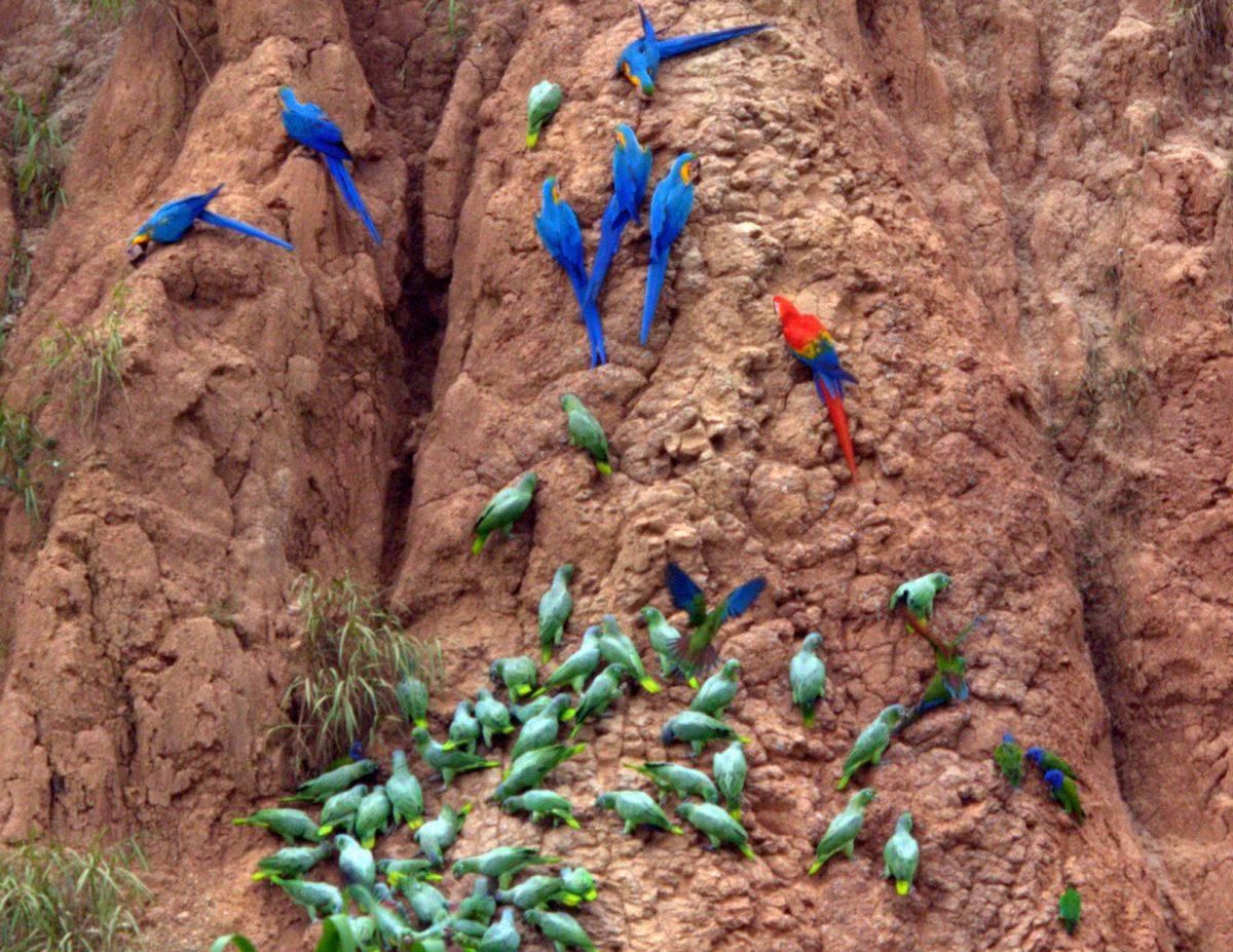 soil parrot | چرا طوطی ها خاک رس می خورند؟