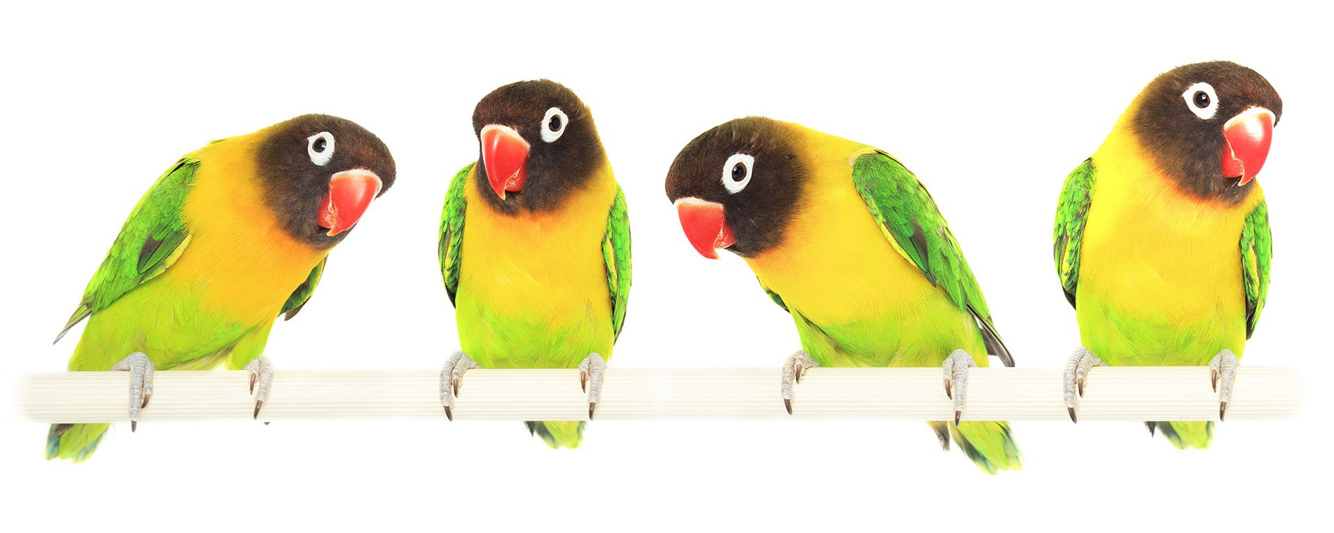 yellow birds 1920x1080 1 e1710334349284 | تشخیص و جلوگیری از کمبود کلسیم در پرندگان زینتی