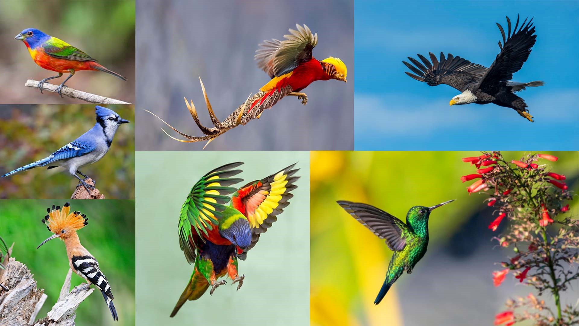 پرندگان | انواع پر در پرندگان و راه های تشخیص نوع پرنده از روی پر